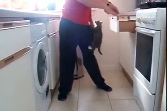 Impatient Kittens Waiting For Dinner