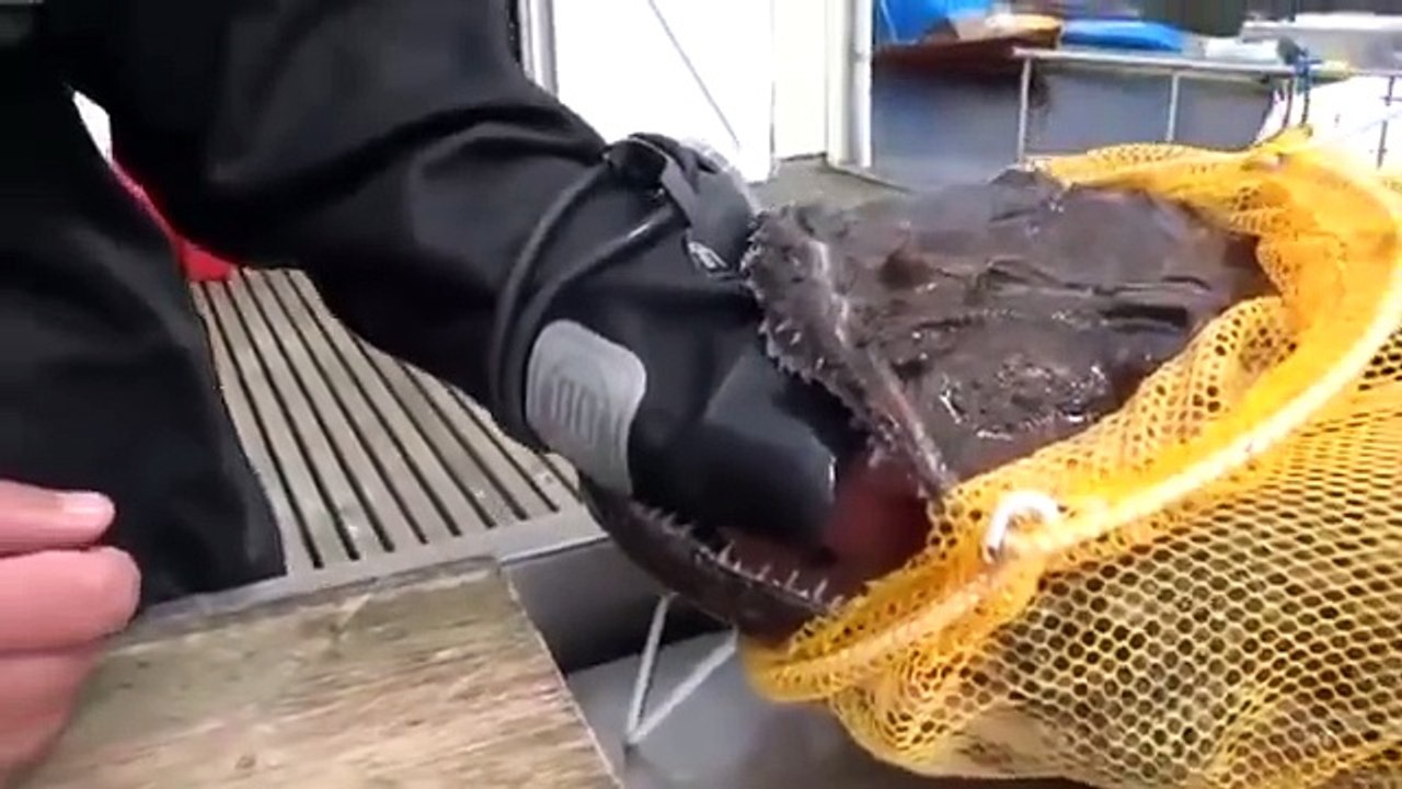 Dalgıcı ısıran ilginç yaratık