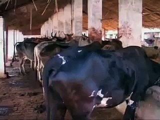 India to Launch Special Soft Drink made of Cow Urine