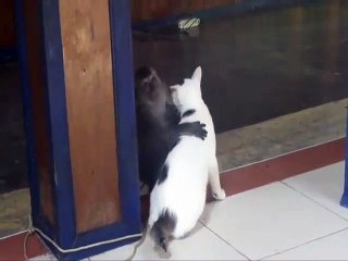 Love_Aaj_Kal_In_Animals