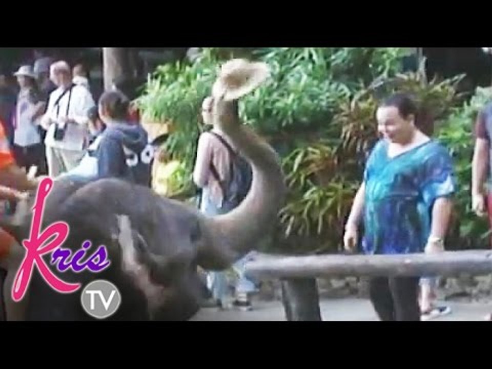 Darla's encounter with an elephant
