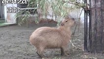LOL Youtube Funny Animal Videos   Capybaras eat bait   Funny Videos of Animals   Funny Animals Video