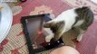 LOL Youtube Funny Animal Videos   Cute Kitten   Funny Cat Videos   Funny Videos of Animals