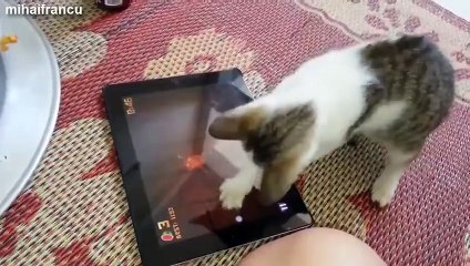 LOL Youtube Funny Animal Videos   Cute Kitten   Funny Cat Videos   Funny Videos of Animals