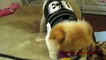 LOL Youtube Funny Animal Videos   Funny Dog Videos and Funny Cat Videos   Funny Kitten And Puppies