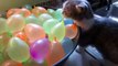 Un chat éclate des ballons à eau