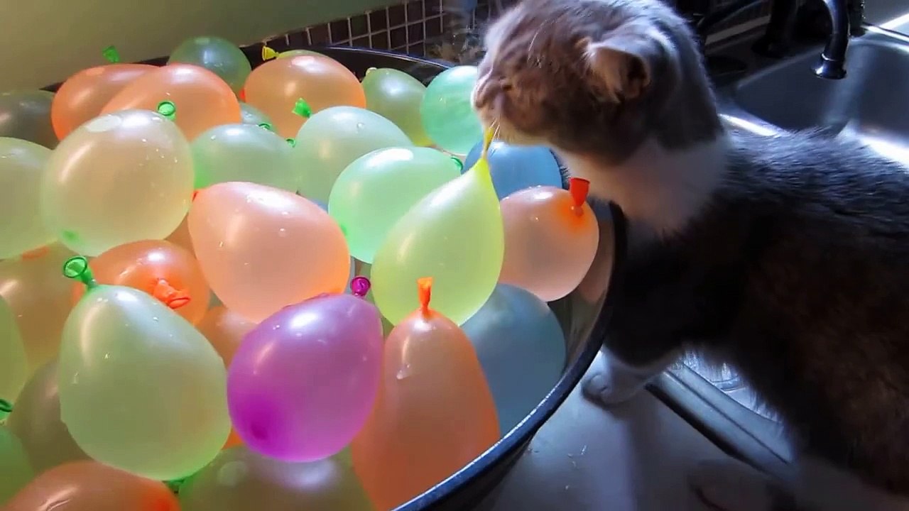 Un chat éclate des ballons à eau