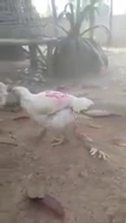 Un poulet né avec 4 pattes!