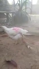 Weird chicken born with 4 legs!