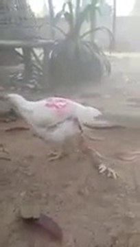 Weird chicken born with 4 legs!