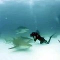 Diver photographer almost eat by shark!