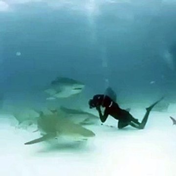 Diver photographer almost eat by shark!