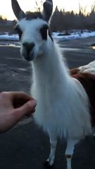 Rencontrer un lama et une chèvre dans la rue...WTF!!!