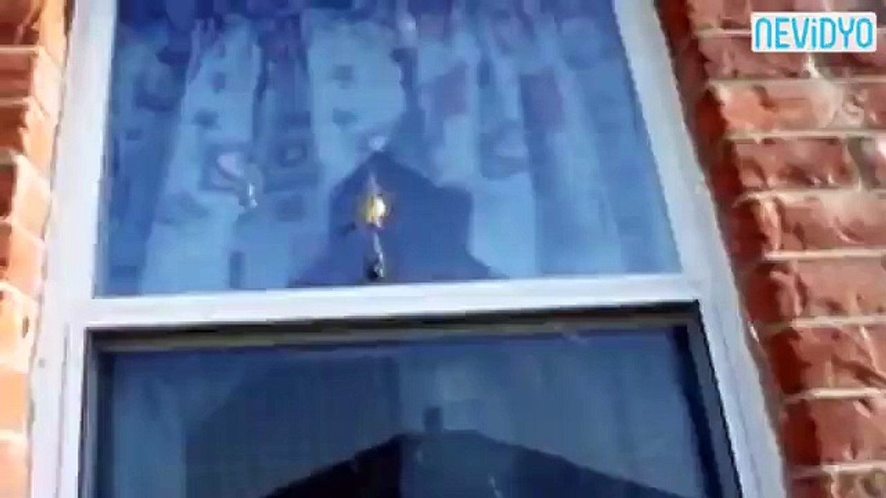 Dev eşek arısı, örümceğin ağına takılınca...