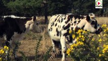 L'ile aux belles vaches à cornes - TVBI Belle-Ile Télévision