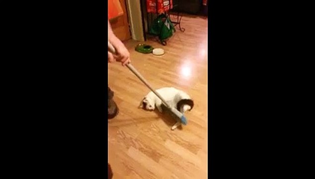 Pas facile de balayer avec le chat dans les pattes ! MDR !
