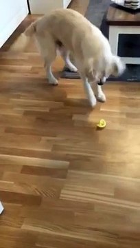 Regardez la réaction surprenante de ce golden retriever qui découvre pour la première fois le goût du citron ! Excellent !