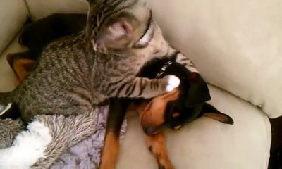 Un chat trop adorable vient au chevet d'un chien malade !