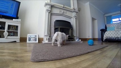 Cute dog gets mouth trapped in snack cup