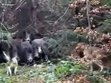 Amazing Wild Boar Hunting Sniper