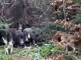 Amazing Wild Boar Hunting Sniper