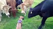 Boxer Puppy meets herd of Cows : so cute!