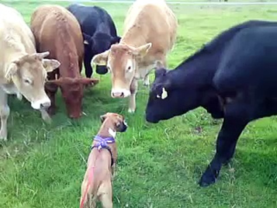 Boxer Puppy meets herd of Cows : so cute!