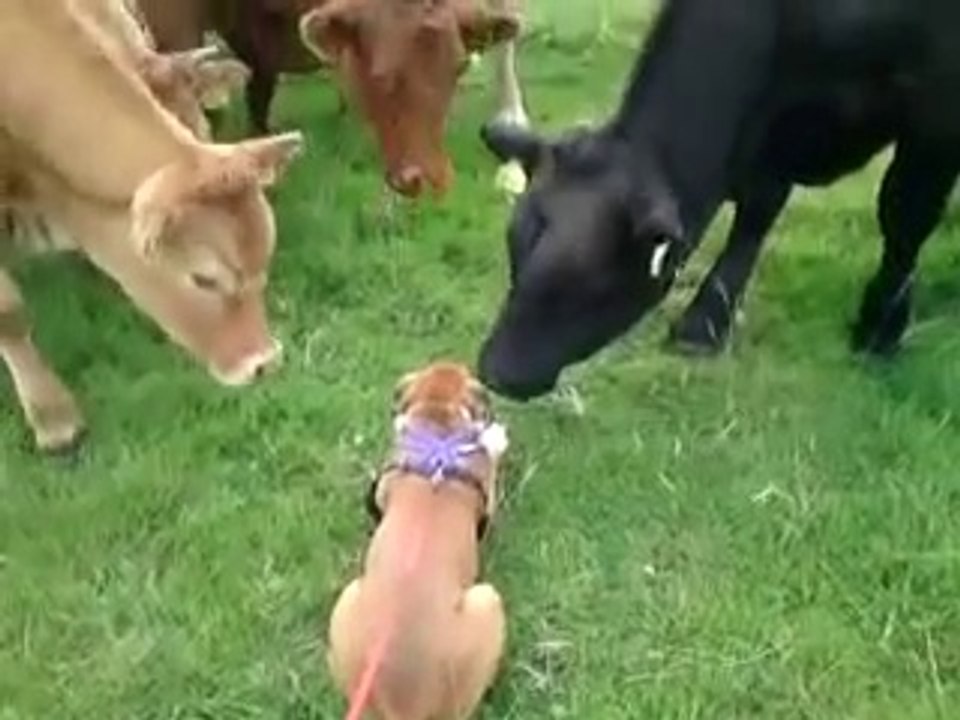 Un jeune chien rencontre un troupeau de vaches