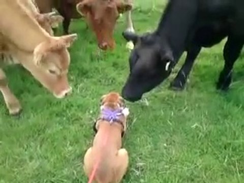 Un jeune chien rencontre un troupeau de vaches