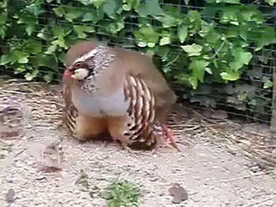 mother and puppy partridges