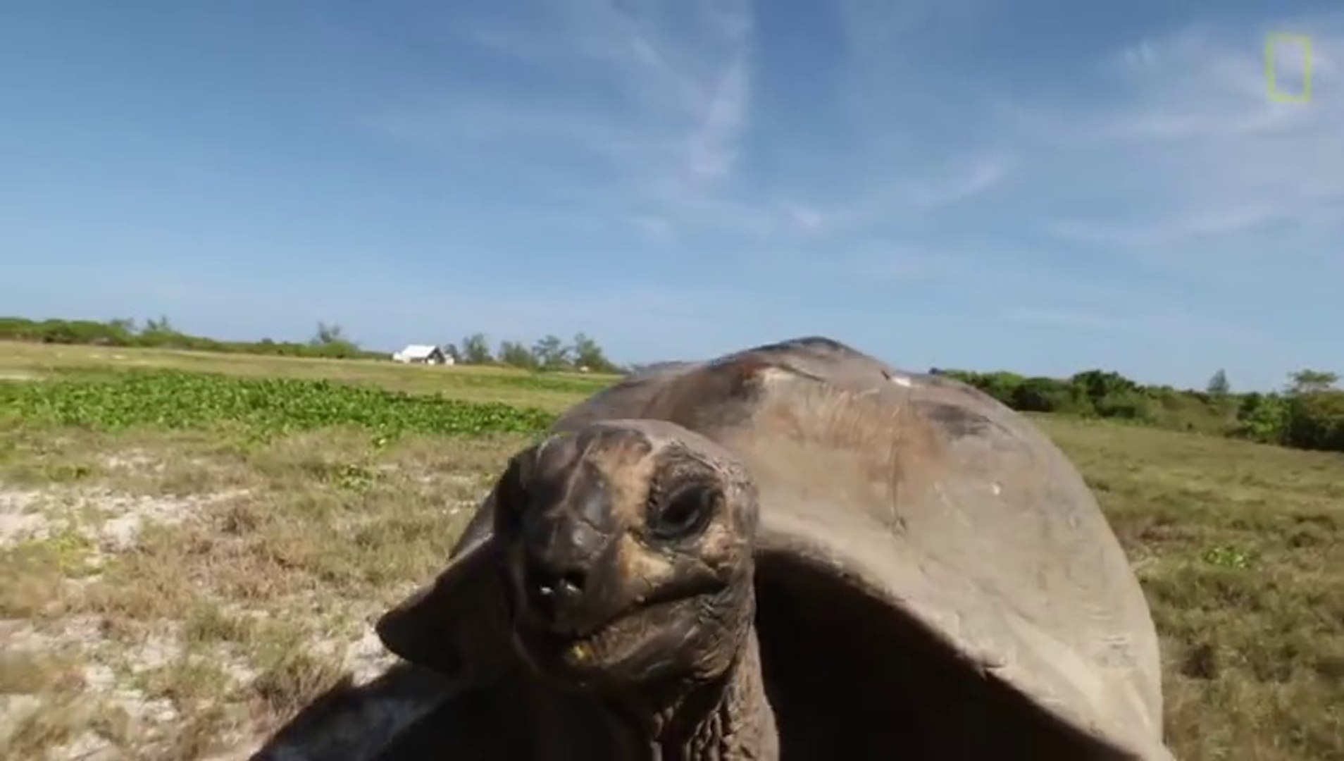 ⁣Man Interrupts Tortoise Sex, World's Slowest Chase Scene Ensues