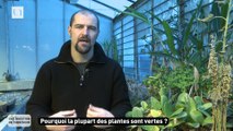 Pourquoi les plantes sont vertes ?