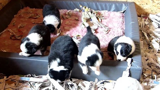 Mafalda's Border Collie - Cachorros Lenka & Indi 23-03-15-B