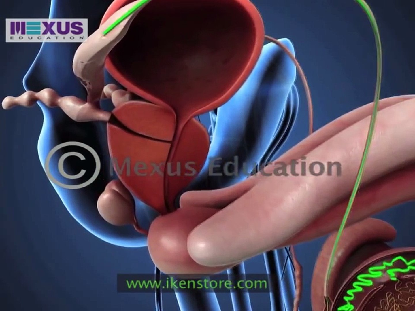 Learn About the Male and female Reproductive Systems - video Dailymotion