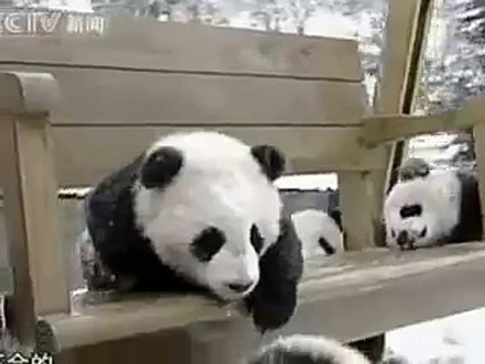 PANDA BABIES