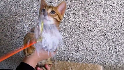 Бенгальский котик Бен.