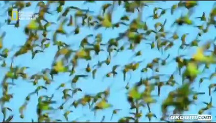 السلسلة الوثائقية استراليا البرية Australia wild مدبلج  - الحلقة الأولى صحراء الكنغر الأحمر