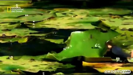 السلسلة الوثائقية استراليا البرية Australia wild مدبلج - الحلقة الرابعة غابة الكوالا