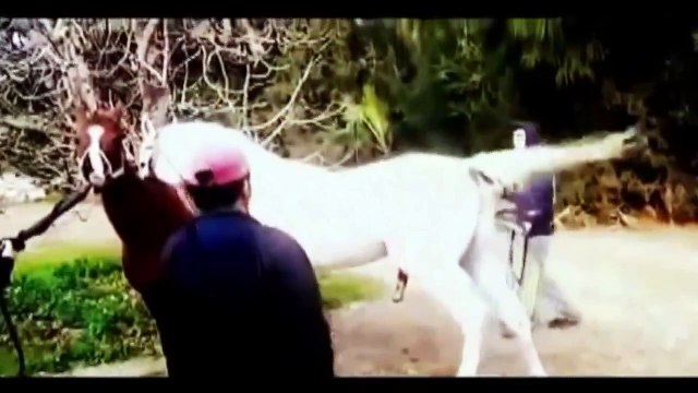 LOL New Animal Meting Hot Funny