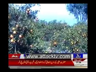 Variety of oranges in Attock, Pakistan