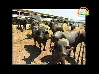 MANDALARDA DÖL VERİMİ VE MALAK YETİŞTİRİCİLİĞİ