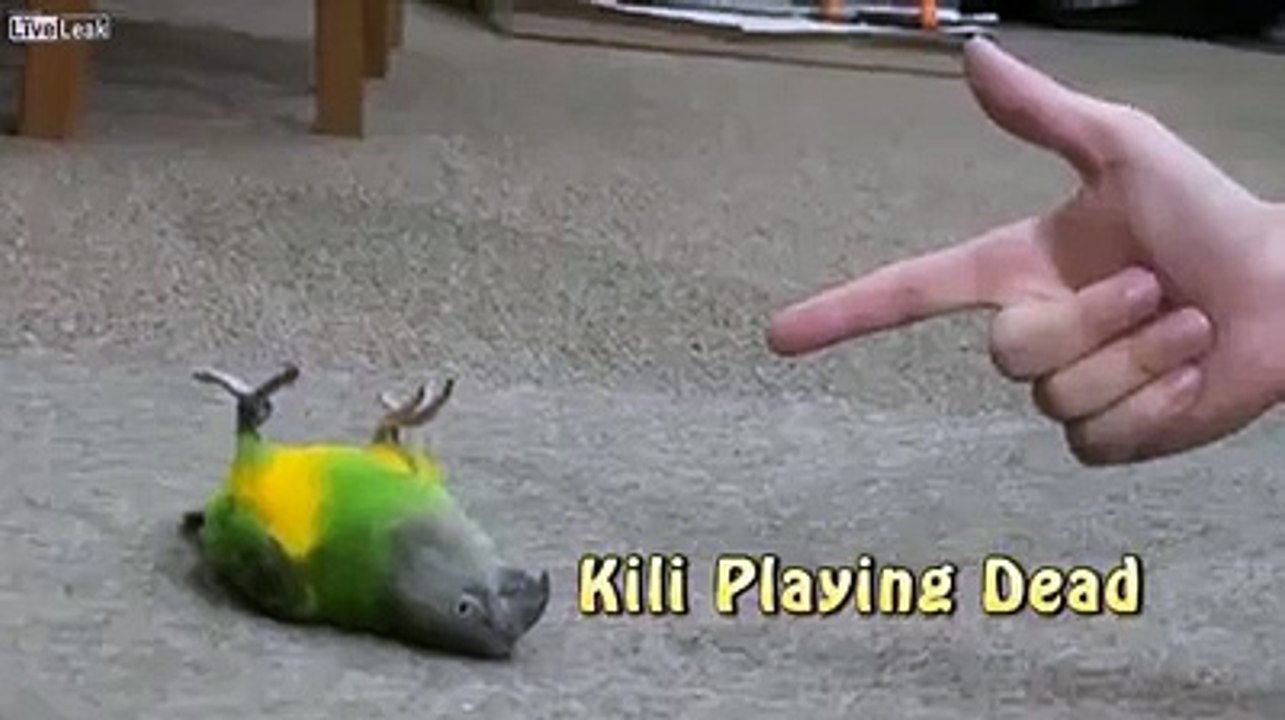 Funny Parrot Clip