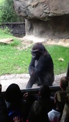 Gorilla Shows Kids Whos Boss
