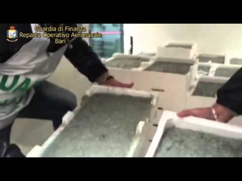 Bari - Pesca di frodo, sequestro della GdF (19.03.15)