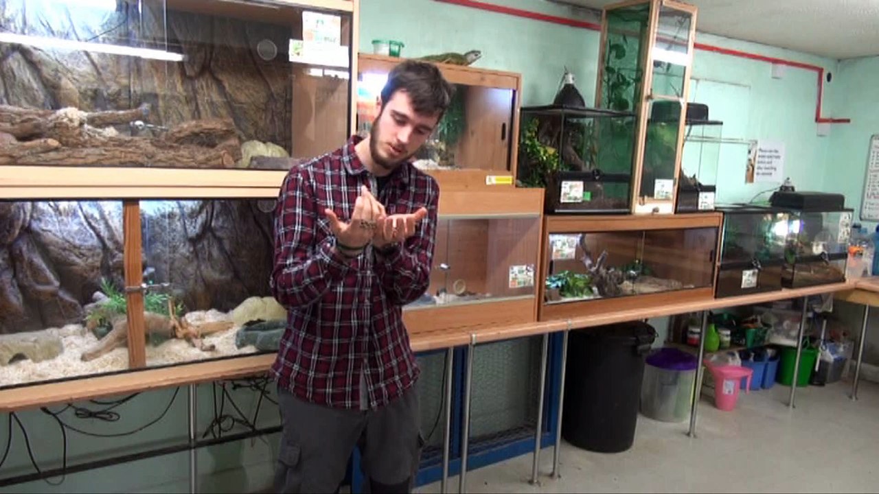 Dartmoor Zoo - The Remix