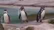 Scientists Use 'Penguin Runway' To Study Why Penguins Waddle