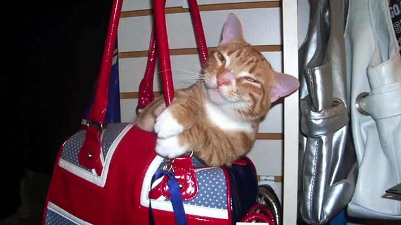 Logique de CHATS...