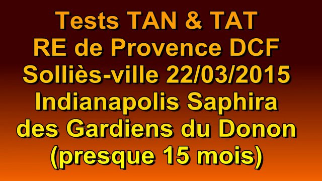 TAN & TAT d'Indianapolis Saphira des Gardiens du Donon