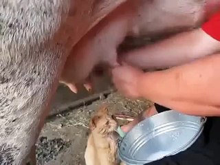 Çılgın Kedinin Taze Süt Keyfi!