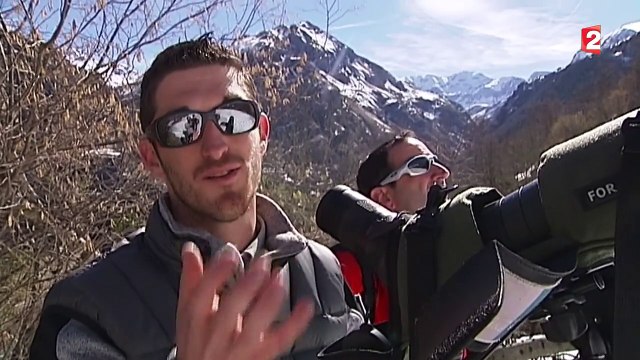 Le gypaète barbu, une espèce en voie de disparition